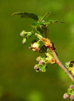 MSA RIBES NIGRUM 50 ML - fitfarma.it